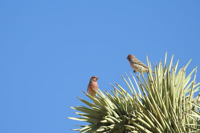 Low angle view of bird perching on plant against clear sky