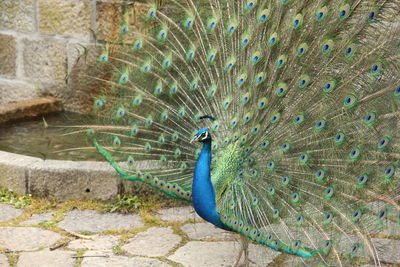 Close-up of peacock