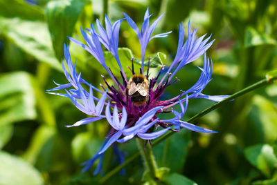 Close-up of bee on flower