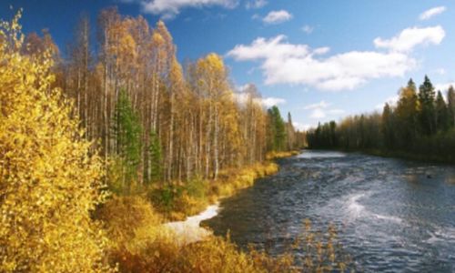 Panoramic view of trees in forest against sky