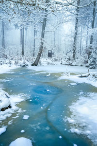 Frozen trees in forest during winter