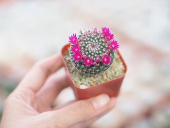 Cropped hand holding potted plant