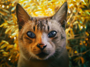 Close-up portrait of a cat