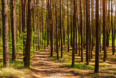 Trees in forest