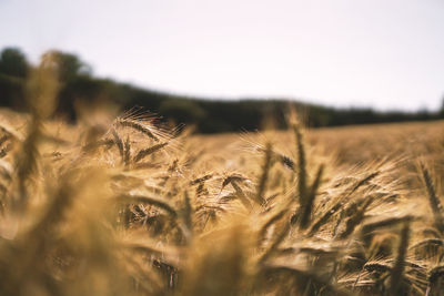 Close-up of stalks in field against sky