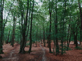 Trees in forest