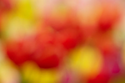 Defocused image of red flower