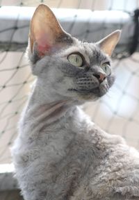 Devon rex cat 