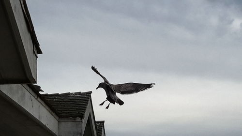 Low angle view of bird flying in sky