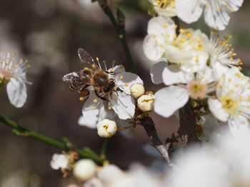 Close-up of bee on white flowering plant