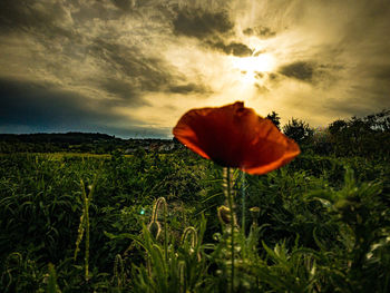 nature