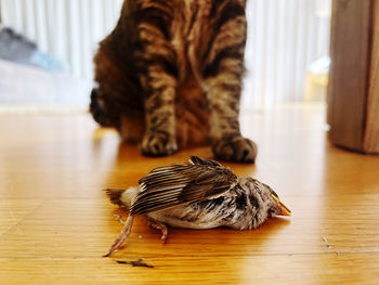 Close-up of cat lying on hardwood floor