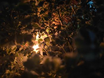 Close-up of illuminated light amidst plants at night