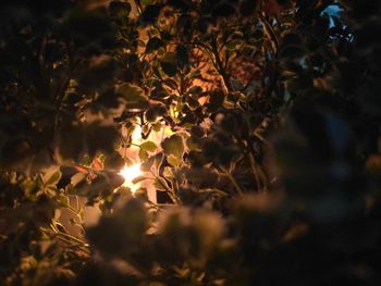 Close-up of flowering plant leaves during sunset