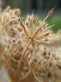 Close-up of plants