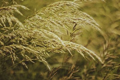 Close-up of stalks in field