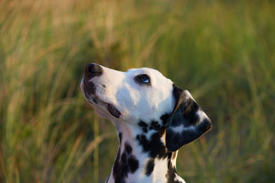 Close-up of a dog looking away