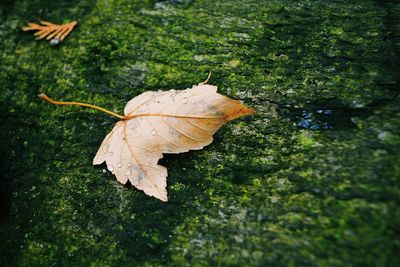 Close-up of maple leaves