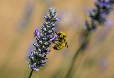 Close-up of insect on purple flower