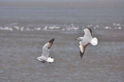 Seagulls flying over sea