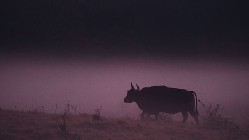 Silhouette horse standing on field against sky