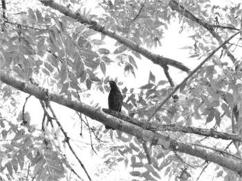 Low angle view of bird perching on tree
