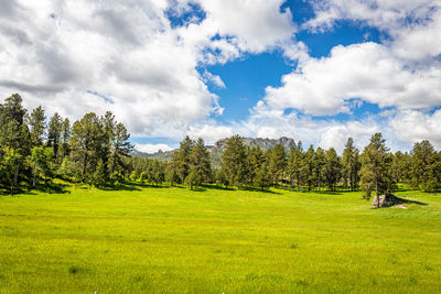 Trees on field against sky