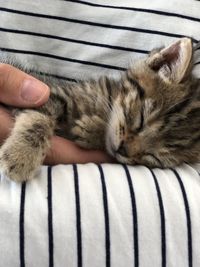 Close-up of hand touching cat