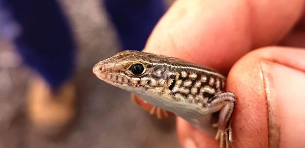 Close-up of lizard in hand