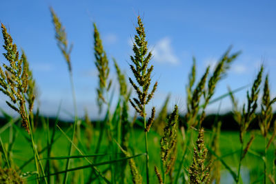 Close-up of plants growing on field against sky