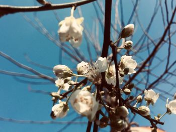Low angle view of white flowering plant against sky