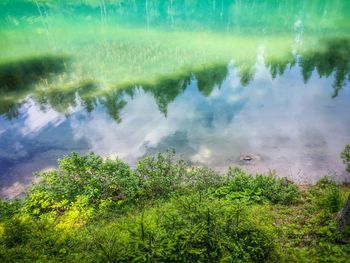 Reflection of trees in water