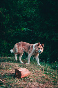 Lion standing in a forest