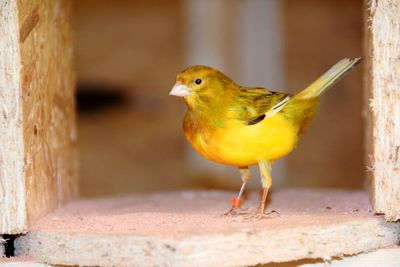 Close-up of bird perching on retaining wall