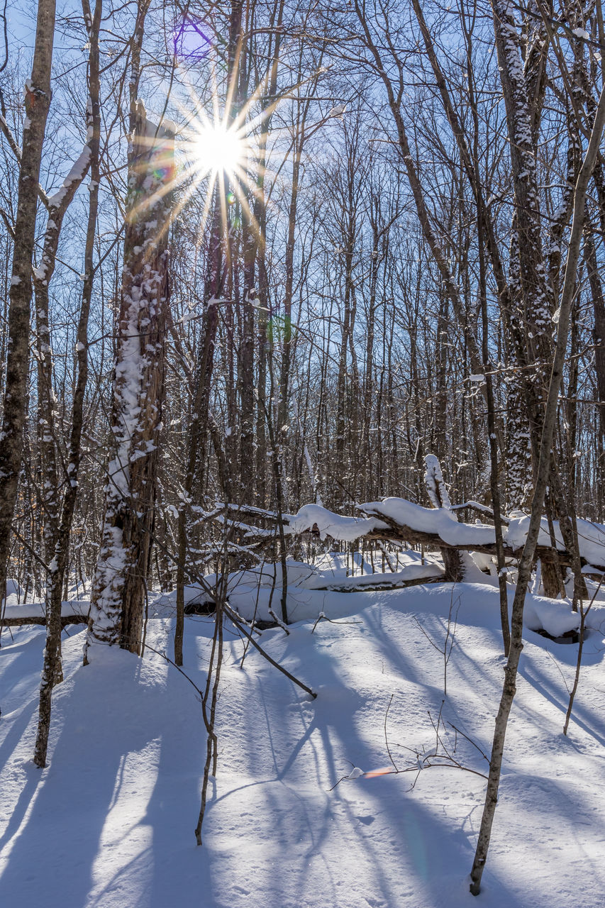 snow, winter, cold temperature, tree, sunlight, nature, plant, lens flare, beauty in nature, sun, tranquility, land, sky, scenics - nature, no people, sunbeam, environment, tranquil scene, day, freezing, frozen, white, forest, landscape, non-urban scene, bare tree, outdoors, sunny, covering, woodland, deep snow, idyllic, branch, ice, tree trunk