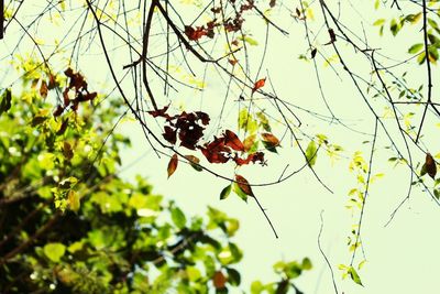 Low angle view of lizard on tree against sky