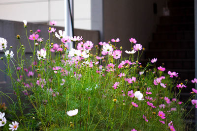 Close-up of pink flowers