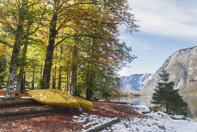 Canoe in the autumn forest on the shore of lake bohinj in slovenia