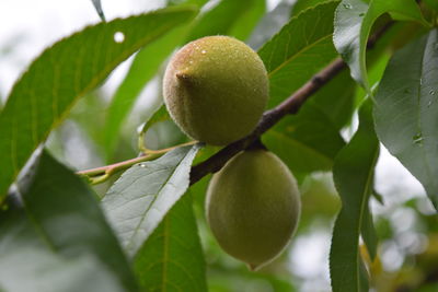 Close-up of fruits on tree