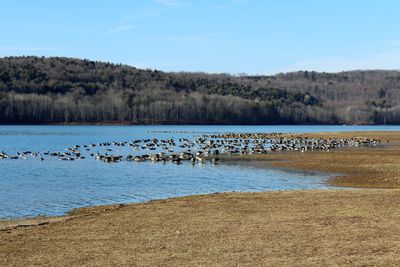 Geese in lake against sky