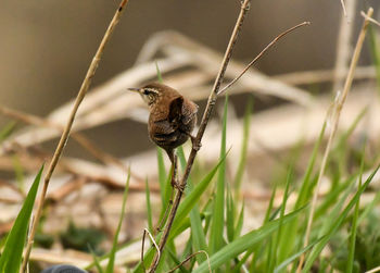 Close-up of bird perching on grass