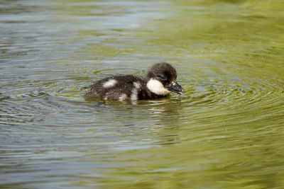 Duck swimming in lake