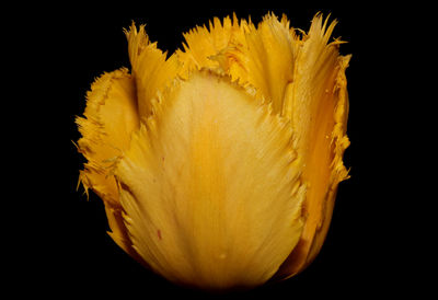 Close-up of yellow flower against black background