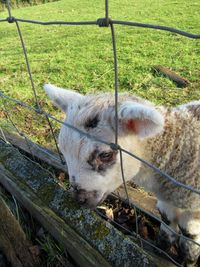 Close-up of sheep on grass