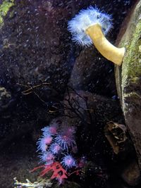 Close-up of jellyfish swimming in sea