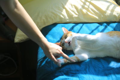 Pet owner try to play with cat but it attack her hand