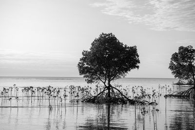 Groves along 4 mile beach in port douglas, australia.