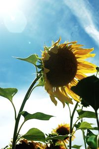 Close-up of sunflower against sky