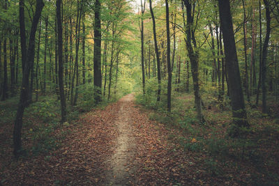 The path through the dark green forest, autumn view