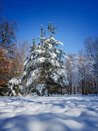 Trees on snow covered land against clear blue sky